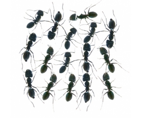개미 16 마리