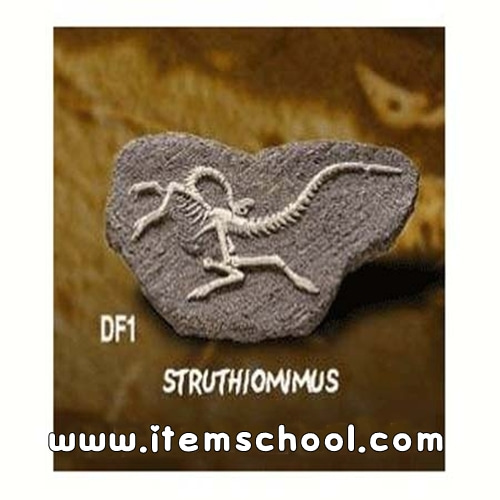 공룡화석발굴-시투루시오미무스