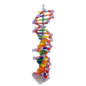 DNA모형세트(분해조립식)-22염기쌍