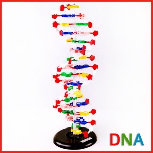 DNA 모형(대)R