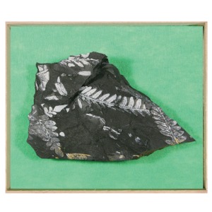 고사리 화석표본(목상자입) 고급형
