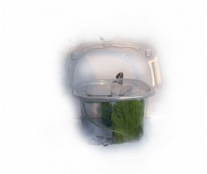 배추흰나비애벌레(4마리)