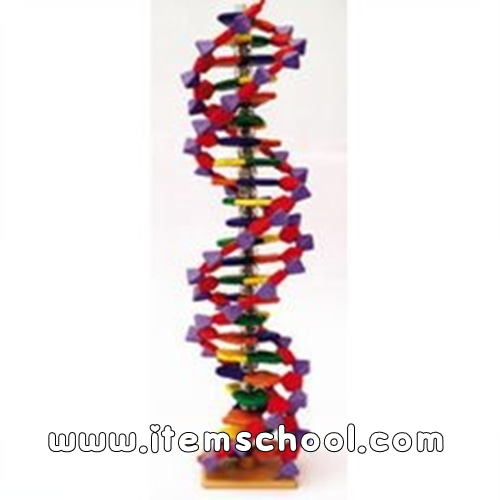 DNA모형제작세트 IV