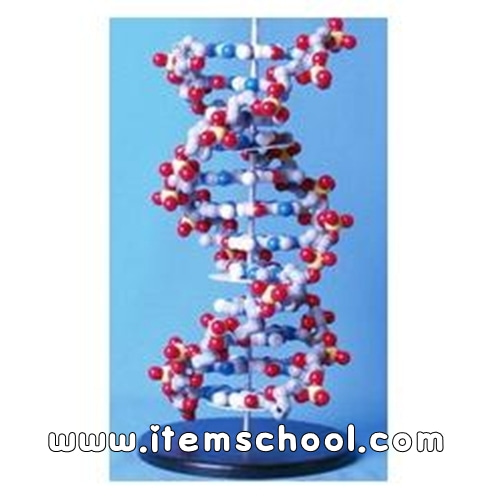 DNA분자모형모델 B