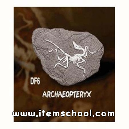 공룡화석발굴 - 아르케오프테릭스