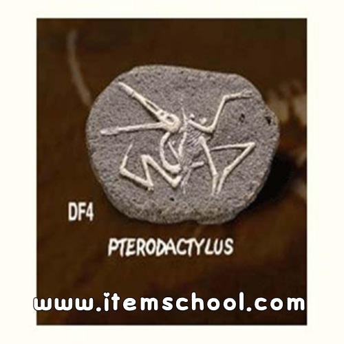 공룡화석발굴 - 프테로닥티루스