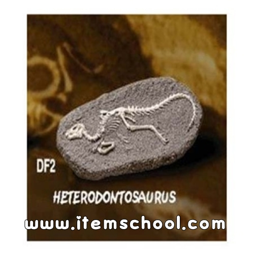 공룡화석발굴 - 헤테로돈토사우루스