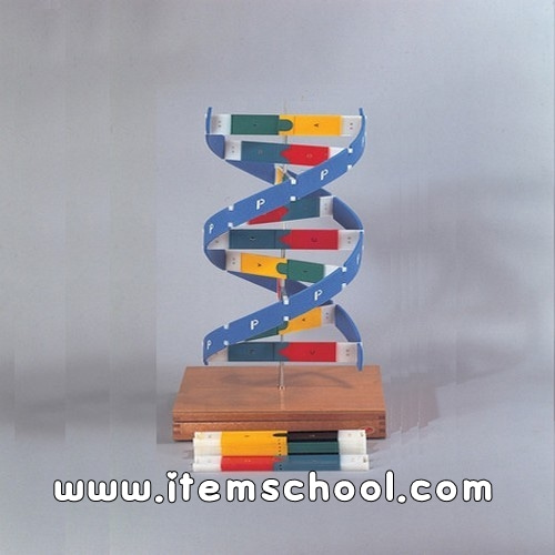 나리카 DNA모델 1형