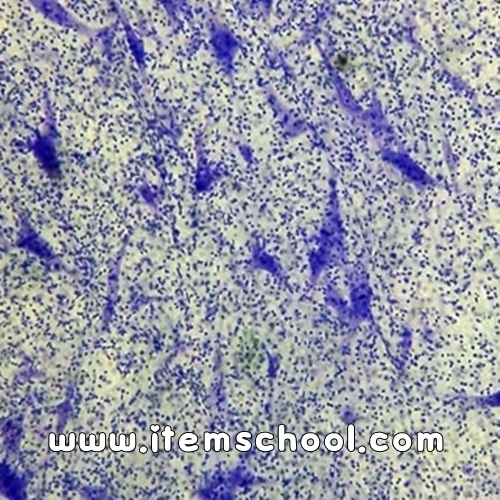 신경세포슬라이드표본