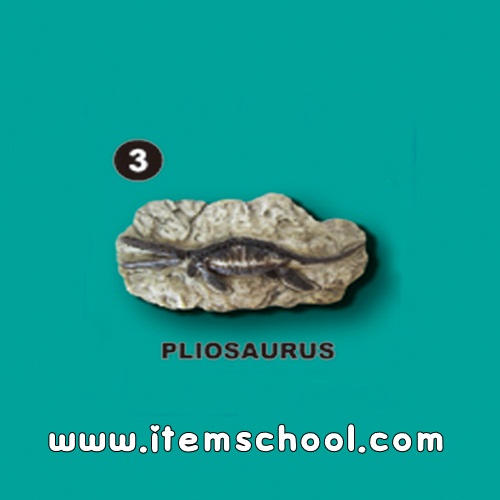 [수중생물화석발굴] 플리오사우루스 [SA3]