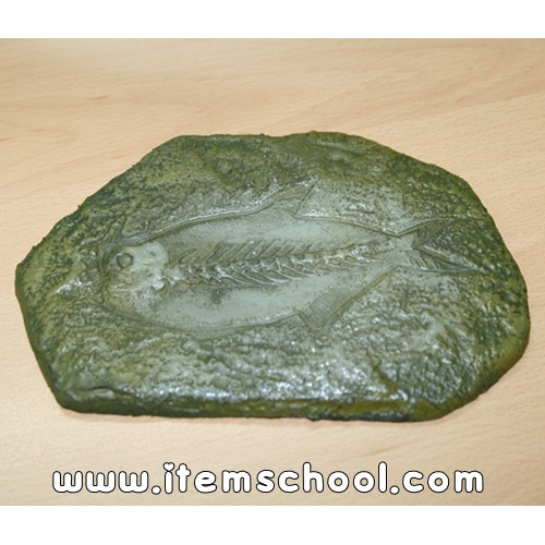 물고기화석모형