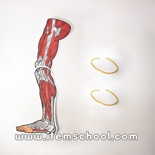 다리근육모형만들기(5인)
