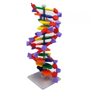 DNA모형세트(분해조립식)-12염기쌍