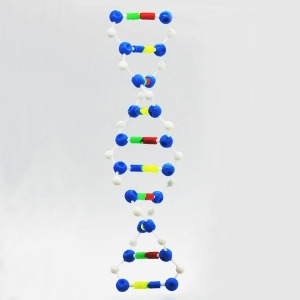 DNA 이중나선 입체모형 케이스형