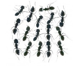개미 16마리