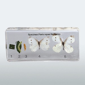배추흰나비한살이표본 6종