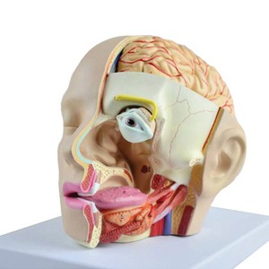 인체 감각기관 모형 분리조립식